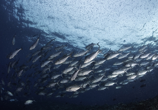 Why choose us img right